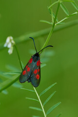 Kleines Fünffleck-Widderchen (Zygaena viciae)	
