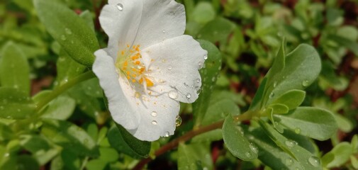white flower with dew drops