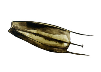 Seed of bur marigold or Bidens tripartita herbal plant isolated on white background. Watercolor hand drawn illustration. Perfect for print, card, cover, medical herb design.