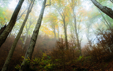 Autumn landscape in the forest of La Fageda de Grevolosa, La Garrotxa	
