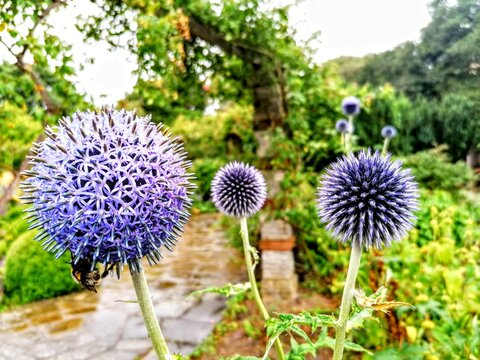 Jasione montana