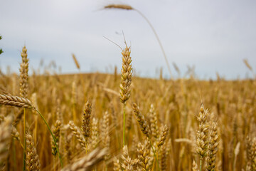 A Panorama background wheat field. 