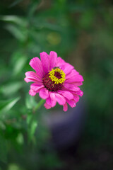 Fototapeta premium pink and white flower