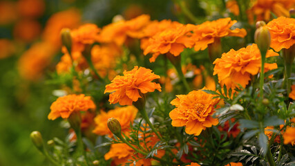 beautiful orange marigold flowers in the garden. autumn mood, long banner