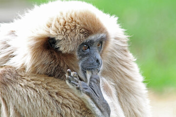 Obraz premium Weisshandgibbon