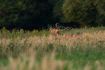 Red deer stag roaring during rutting season in autumn.