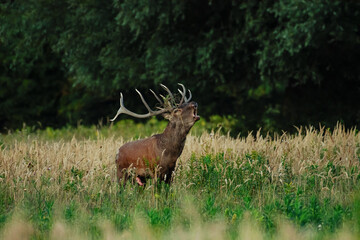 Red deer stag roaring during rutting season in autumn.