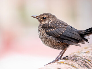 Retrato de un joven pájaro Mirlo hembra posado sobre un muro 