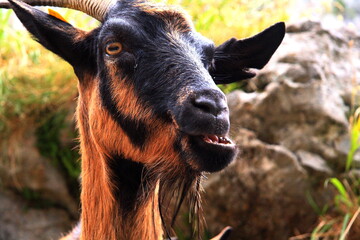 Wild goat close-up portrait in Picos de Europa