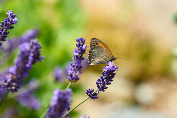 Kleines Ochsenauge (Hyponephele lycaon) an Lavendel	