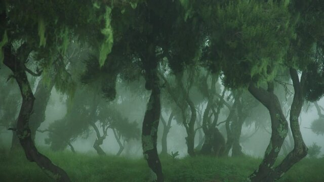 Tree flailing to windy weather with gelada monkey passing by forest, Ethiopia