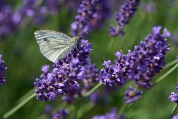 Kleiner Kohlweißling (Pieris rapae) an Lavendel	