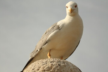 Seagulls closeup portrait in New Zealand