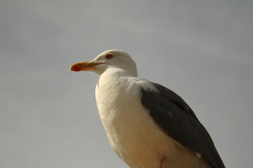 Seagulls closeup portrait in New Zealand