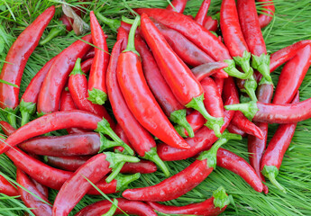 Lots of red hot chili peppers on fresh green grass in summer. View from above