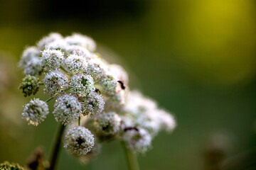 Biodiversité flore