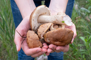 Close-up of female hands are holding mushrooms collected in the forest. Fresh, tasty, boletus....