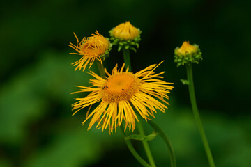 Große Telekie (Telekia speciosa)	