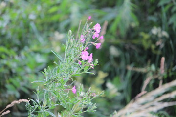Blume