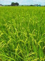 稲の実り始めた真夏の郊外の田圃風景