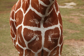Wild giraffe closeup detail in Namibia Savannah