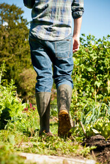 Man walking in vegetable garden on a sunny spring day. Shot from behind. Portrait format.