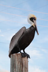 Wild pelican close up portrait in Florida Keys
