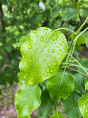 beautiful leaves after rain. dew on the leaves. drops of water on the leaves.