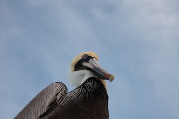 Wild pelican close up portrait in Florida Keys