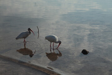 Wild sea birds on water mirror close up portrait in Florida Keys.