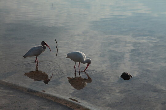 Wild sea birds on water mirror close up portrait in Florida Keys.