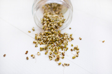 microgreen of a kind of legumes mung as vegan protein