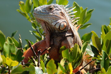 Wild iguana close up portrait in Florida Keys.