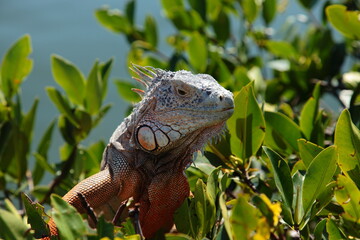 Wild iguana close up portrait in Florida Keys.