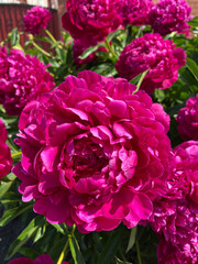 beautiful flowers. peonies. bright red flowers on a background of fresh greenery. Garden flowers