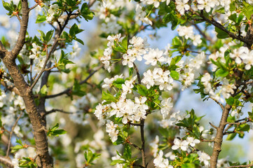 Branches of blossoming apricot macro
