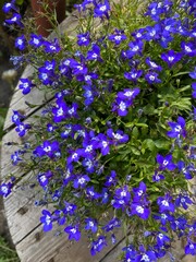 beautiful flowers. pink little flowers. green ornamental plants. flowering shrub. landscape design
