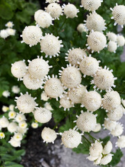 beautiful, small, flowers, blooming, white, shrub, forest, garden, summer, plants, color, bright, greenery, ornamental plants, chamomile, fortune telling