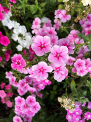 Fototapeta na wymiar beautiful flowers. pink little flowers. green ornamental plants. flowering shrub. landscape design