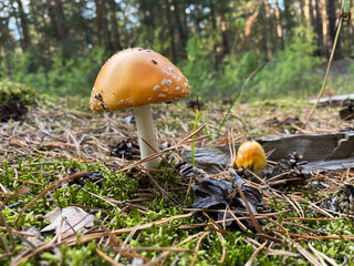 beautiful mushrooms, toadstools, in the forest. fungus
