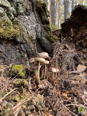 beautiful mushrooms, toadstools, in the forest. fungus