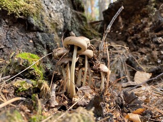 beautiful mushrooms, toadstools, in the forest. fungus