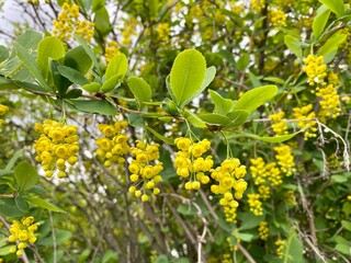 beautiful blooming barberry. a branch of yellow barberry flowers. blooming bunches. Ornamental plant