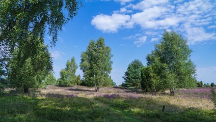 Wilseder Berg im Naturpark Lüneburger Heide