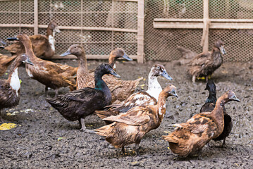 Female Duck Group in a duck farm at the back of the house It is cultured to store duck eggs for sale every day. It is a business of livestock farmers in rural Thailand.