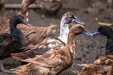 Female Duck Group in a duck farm at the back of the house It is cultured to store duck eggs for sale every day. It is a business of livestock farmers in rural Thailand.