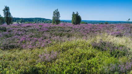 Wilseder Berg im Naturpark L&uuml;neburger Heide