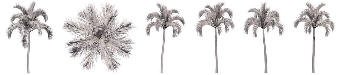 Set or collection of drawings of Palm trees isolated on white background . Concept or conceptual 3d illustration for nature, ecology and conservation, strength and endurance, force and life