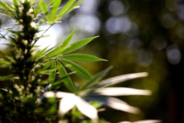 Feuille cannabis weed plante - nature biodiversité médecine thérapeutique - THC CBD