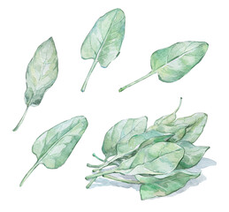 dock single leaves and bunch watercolor
